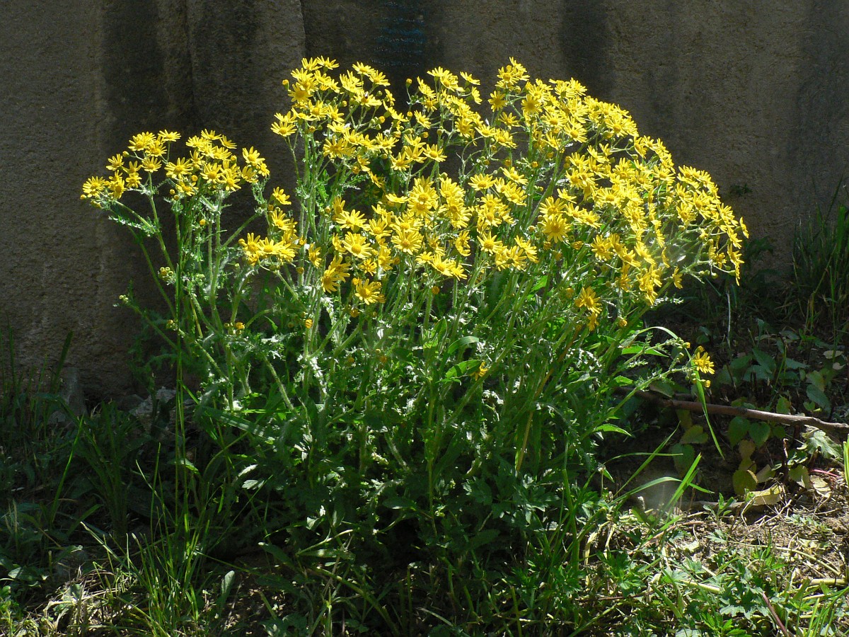 Senecio vernalis